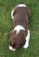 Trooper, a male English Springer Spaniel for sale in Alta Vista, IA – 5 of 7
