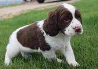 Tinker, a male English Springer Spaniel for sale in Alta Vista, IA – 3 of 7