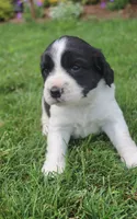 Sophie, a female English Springer Spaniel for sale in Alta Vista, IA – 2 of 8