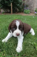 Sunny, a male English Springer Spaniel for sale in Alta Vista, IA – 4 of 7