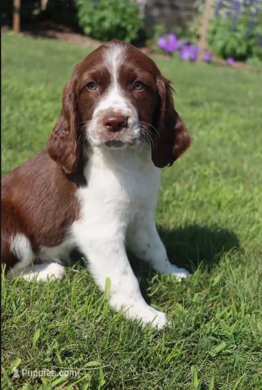 Sunny – English Springer Spaniel puppy for sale in Alta Vista, IA