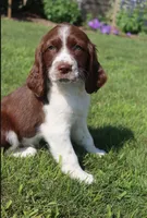 Sunny, a male English Springer Spaniel for sale in Alta Vista, IA – 1 of 10