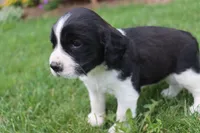 Summer, a female English Springer Spaniel for sale in Alta Vista, IA – 3 of 5