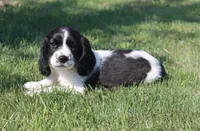 Sophie, a female English Springer Spaniel for sale in Alta Vista, IA – 2 of 9