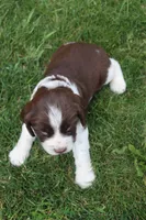 Sunny, a male English Springer Spaniel for sale in Alta Vista, IA – 6 of 7