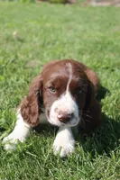 Stormy, a male English Springer Spaniel for sale in Alta Vista, IA – 3 of 7