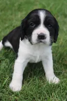 Summer, a female English Springer Spaniel for sale in Alta Vista, IA – 1 of 5