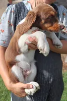 Scott, a male English Springer Spaniel for sale in Alta Vista, IA – 4 of 5