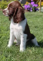 Sunny, a male English Springer Spaniel for sale in Alta Vista, IA – 6 of 10