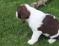 Trixie, a female English Springer Spaniel for sale in Alta Vista, IA – 3 of 10