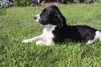 Summer, a female English Springer Spaniel for sale in Alta Vista, IA – 2 of 6