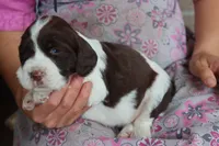 Trixie, a female English Springer Spaniel for sale in Alta Vista, IA – 5 of 5