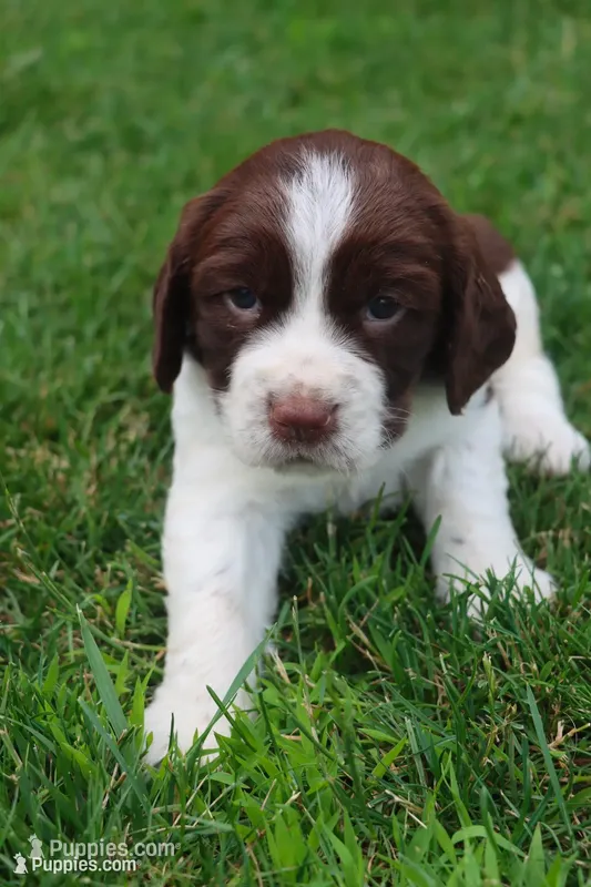 Sunny – English Springer Spaniel puppy for sale in Alta Vista, IA