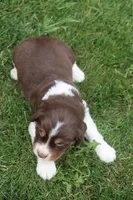 Scott, a male English Springer Spaniel for sale in Alta Vista, IA – 5 of 7