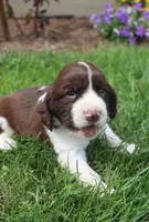 Stormy, a male English Springer Spaniel for sale in Alta Vista, IA – 2 of 6