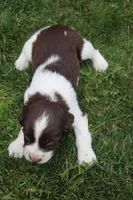 Smokey, a male English Springer Spaniel for sale in Alta Vista, IA – 4 of 5
