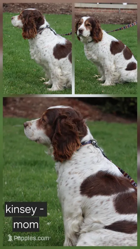 Kinsey – English Springer Spaniel puppy for sale in Alta Vista, IA