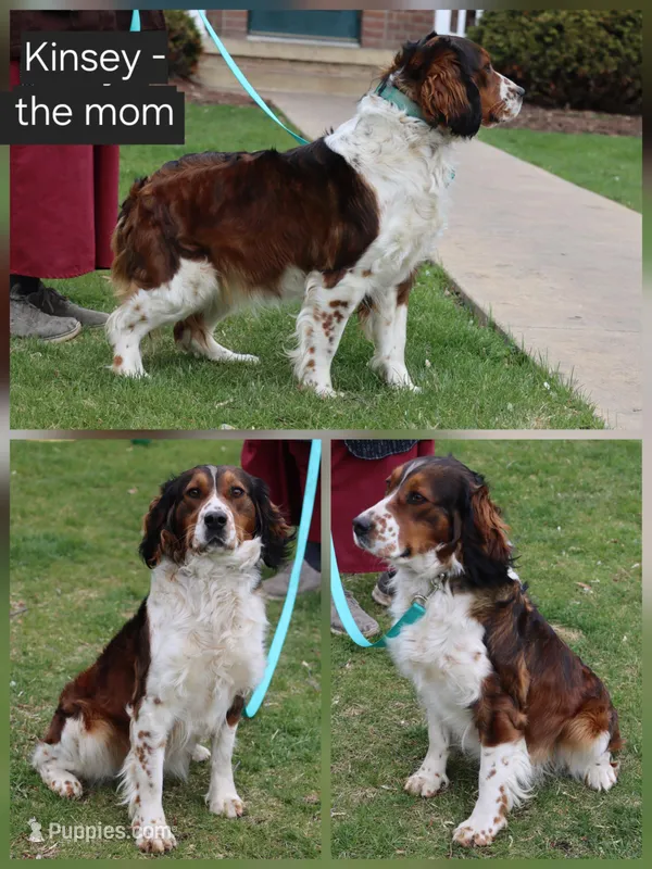 Kinsey – English Springer Spaniel puppy for sale in Alta Vista, IA