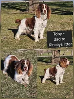 Kinsey, a  English Springer Spaniel for sale in Alta Vista, IA – 2 of 2