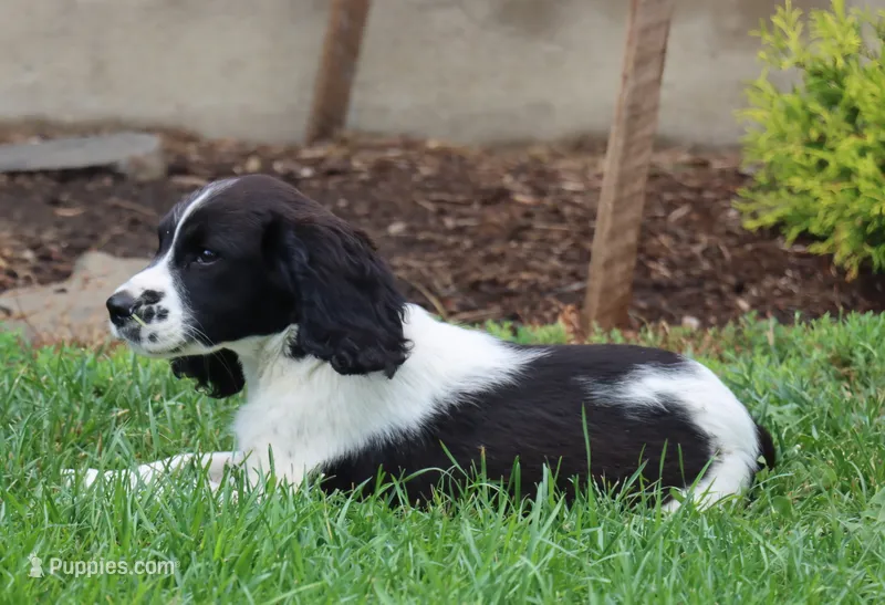 Sophie – English Springer Spaniel puppy for sale in Alta Vista, IA