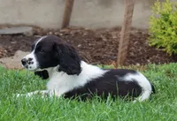 Sophie, a female English Springer Spaniel for sale in Alta Vista, IA – 2 of 8