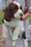 Tinker, a male English Springer Spaniel for sale in Alta Vista, IA – 6 of 7