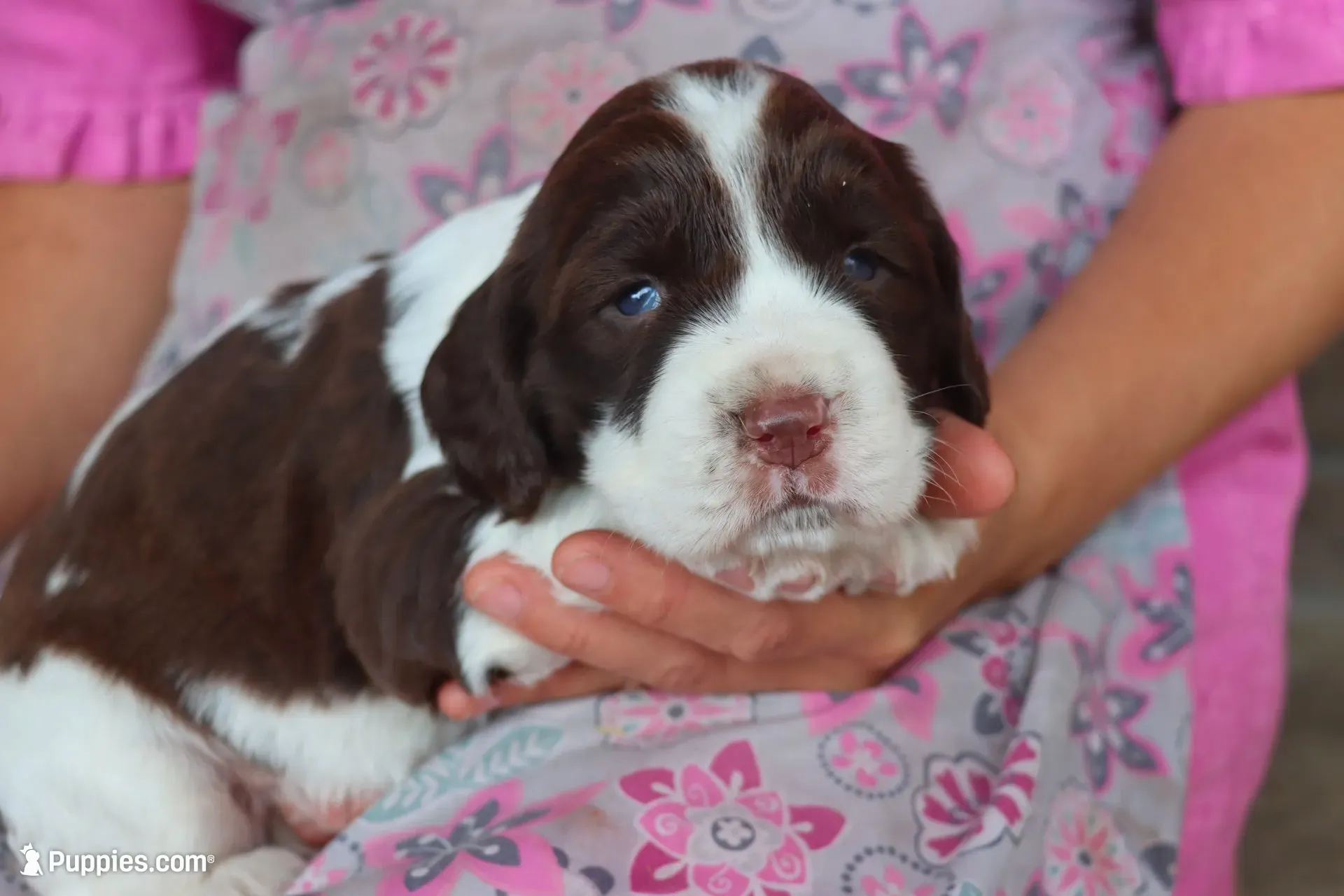 Trixie, a female English Springer Spaniel for sale in Alta Vista, IA – 2 of 10