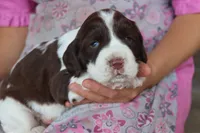 Trixie, a female English Springer Spaniel for sale in Alta Vista, IA – 4 of 5