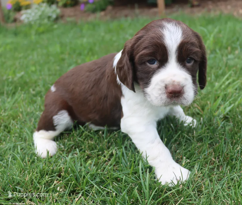 Sunny – English Springer Spaniel puppy for sale in Alta Vista, IA