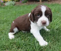 Sunny, a male English Springer Spaniel for sale in Alta Vista, IA – 2 of 7