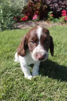 Smokey, a male English Springer Spaniel for sale in Alta Vista, IA – 2 of 9