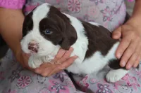 Tinker, a male English Springer Spaniel for sale in Alta Vista, IA – 3 of 5