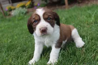 Sandy, a male English Springer Spaniel for sale in Alta Vista, IA – 2 of 7