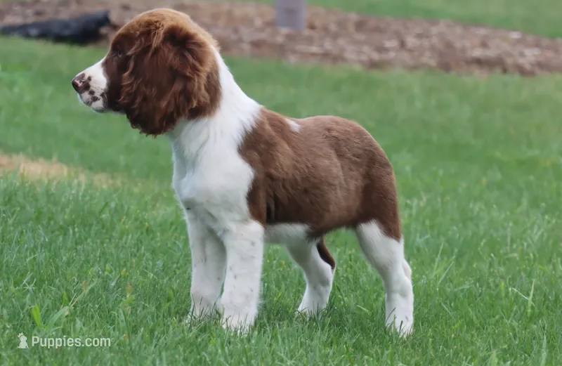 Stormy – English Springer Spaniel puppy for sale in Alta Vista, IA