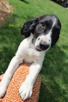 Summer, a female English Springer Spaniel for sale in Alta Vista, IA – 4 of 8