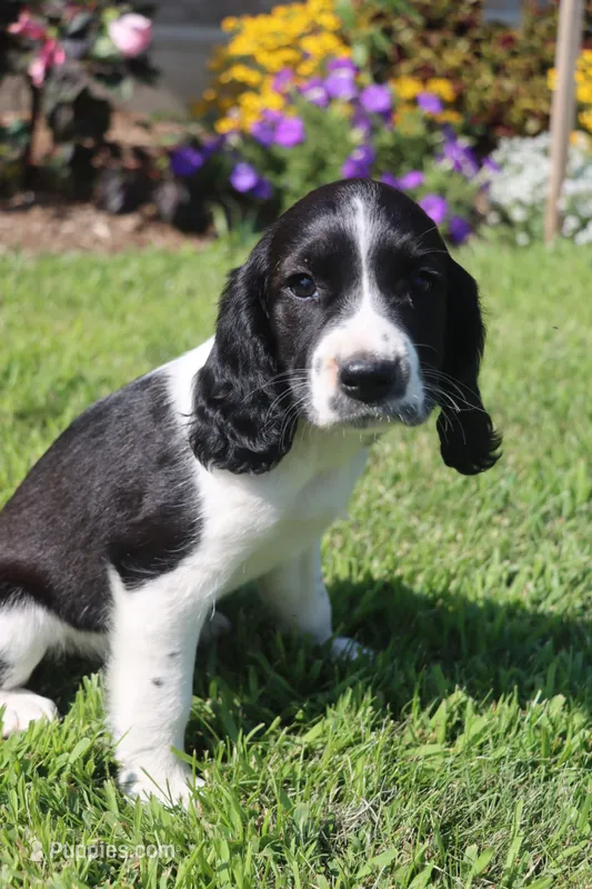 Summer – English Springer Spaniel puppy for sale in Alta Vista, IA