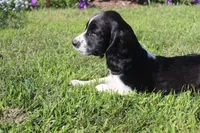 Summer, a female English Springer Spaniel for sale in Alta Vista, IA – 4 of 6