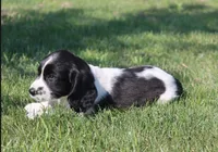 Sophie, a female English Springer Spaniel for sale in Alta Vista, IA – 8 of 9