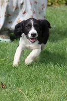 Summer, a female English Springer Spaniel for sale in Alta Vista, IA – 7 of 8