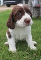 Trixie, a female English Springer Spaniel for sale in Alta Vista, IA – 5 of 10