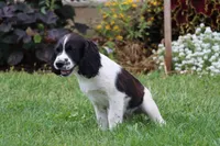 Sophie, a female English Springer Spaniel for sale in Alta Vista, IA – 6 of 8