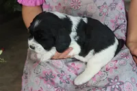 Teddy, a male English Springer Spaniel for sale in Alta Vista, IA – 5 of 5