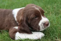 Trooper, a male English Springer Spaniel for sale in Alta Vista, IA – 4 of 7