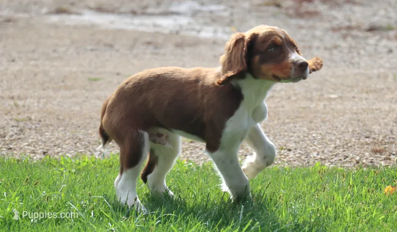 Scott – English Springer Spaniel puppy for sale in Alta Vista, IA