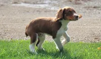 Scott, a male English Springer Spaniel for sale in Alta Vista, IA – 2 of 5