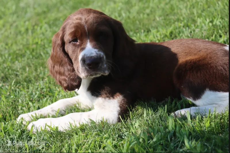 Trooper – English Springer Spaniel puppy for sale in Alta Vista, IA