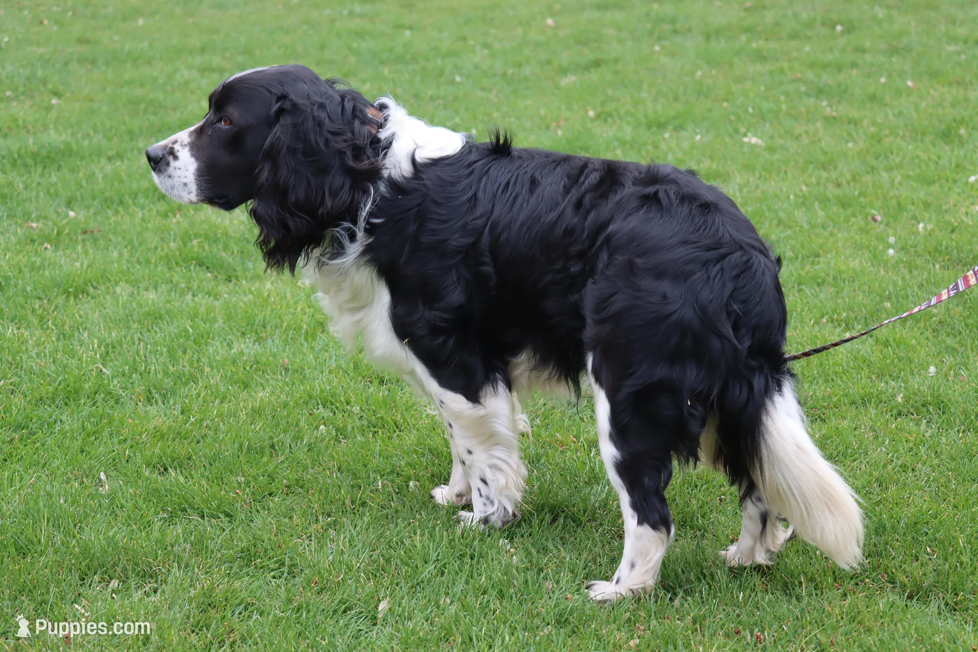 Kiara, a  English Springer Spaniel for sale in Alta Vista, IA – Photo 3 of 3