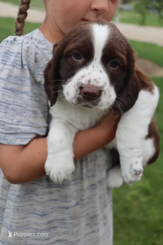 Tracy – English Springer Spaniel puppy for sale in Alta Vista, IA