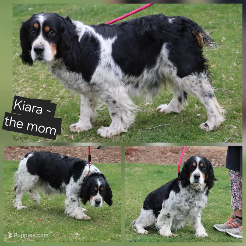 Kiara – English Springer Spaniel puppy for sale in Alta Vista, IA