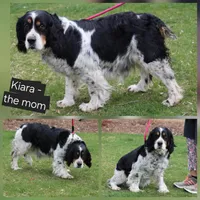 Kiara, a  English Springer Spaniel for sale in Alta Vista, IA – 1 of 3
